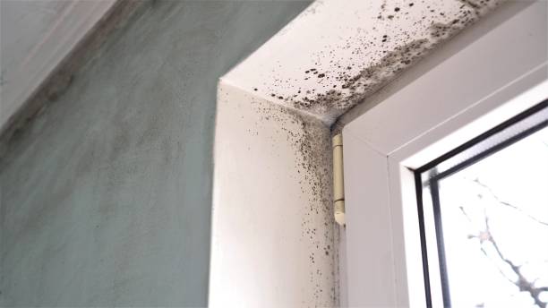 Best Certified Mold Removal  in Port Arthur, TX
