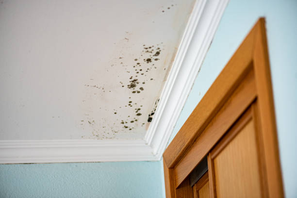 Mold Removal and Inspection in Port Arthur, TX