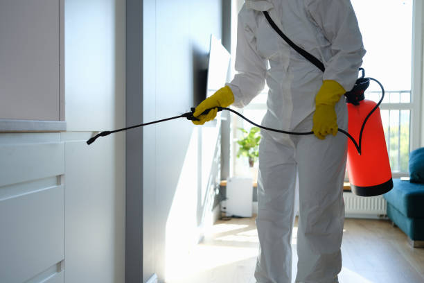 Best Local Mold Removal Service  in Port Arthur, TX