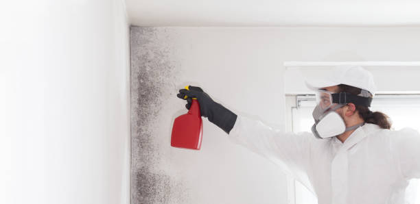 Best Professional Mold Removal  in Port Arthur, TX