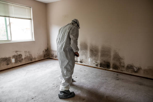 Best Mold Damage Repair  in Port Arthur, TX