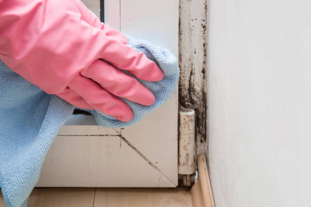 Best Commercial Mold Removal  in Port Arthur, TX
