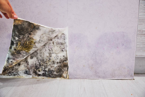 Best Same-Day Mold Removal  in Port Arthur, TX